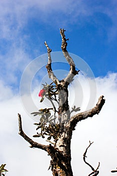 Dry tree and one red Rhodrodrendron flower
