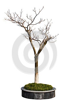 Dry tree in the parterre isolated on white background photo