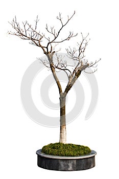 Dry tree in the parterre isolated on white background