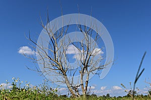 Dry tree perennial And blue sky