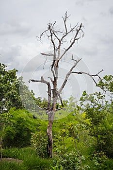 Dry tree in the rain forest