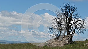 Un árbol sobre el la roca 