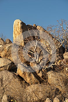 dry tree in rocks