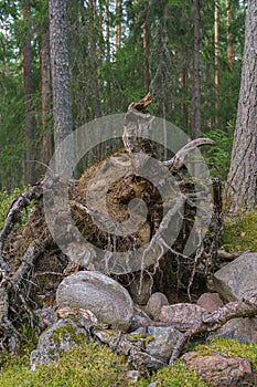 Dry tree root with roots facing out