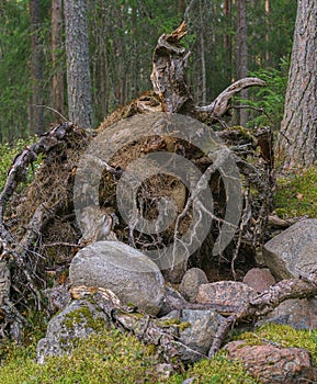 Dry tree root with roots facing out