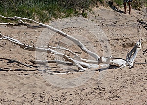 Dry tree with roots and dry seaweed on yellow sand with some small stones. Short green grass. Blue sky, Harilaid Nature Reserve,