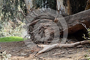 Dry tree roots eucalyptus.