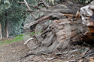 Dry tree roots eucalyptus.