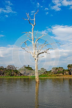 Dry tree in the Rufiji River, Selous game reserve