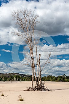 Dry tree on sand on background of blue sky. Australia