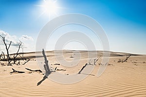 Dry tree on a sand dune
