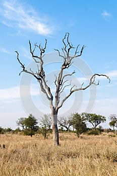 Dry tree in savannah, Kruger National Park. South Africa
