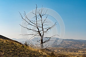 Dry tree seen over the arid landscape of Painted Hills