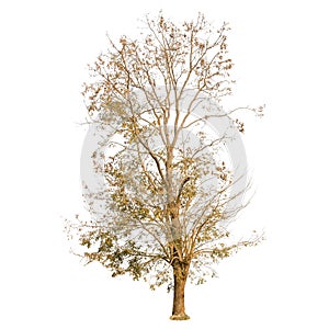 A dry tree shape and Tree branch on white background for isolate the background