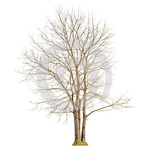 A dry tree shape and Tree branch on white background for isolate the background