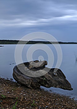 Dry tree on the shore