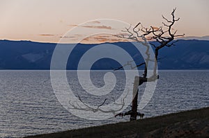 Dry tree on the shore of Lake on a red-blue background