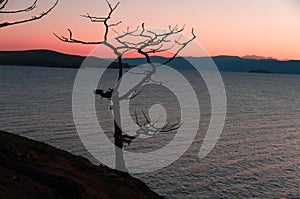 Dry tree on the shore of Lake on a red-blue background