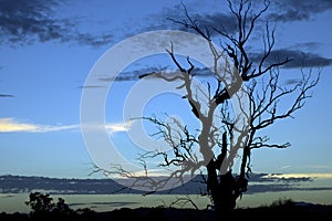 Dry Tree Silhouette