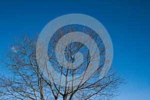 Dry tree silhouette on blue sky with clouds