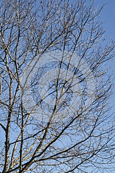 Dry tree silhouette on blue sky with clouds