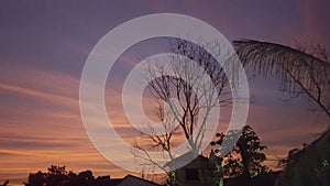 Dry Tree Silhouette With Night
