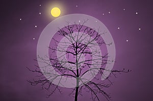 Dry tree silhouette with night concept
