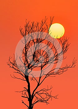 Dry tree silhouette at sunset.