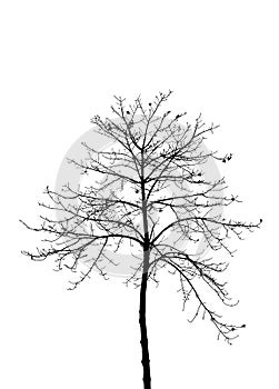Dry tree silhouette on white