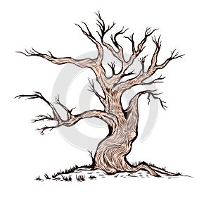 Dry Tree with Simple Color, Vector Illustration