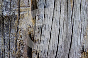 Dry tree skin, beautiful patterns, old condition