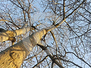 Dry tree with sky background