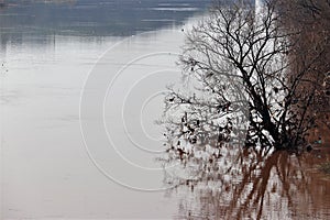 A dry tree standng in the water