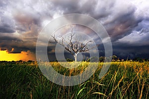 Dry tree with Storm