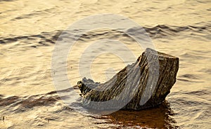 Dry tree stump on the water surface after the water level recedes. Concept. Water crisis. Global warming