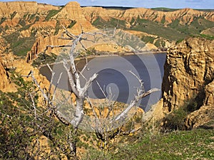 Dry tree between the surface of the canyon