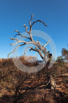 Dry tree surrounded by bush and local vegetation at Kings Canyon, Watarrka national park, Northern Territory NT, Australia.