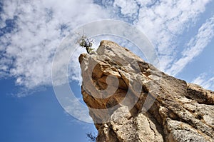Dry tree on the top of geological rock formations in Love Valley