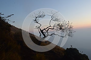 Dry tree at the top of Mount Sumbing
