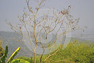 Dry tree at the top of a mountain with an overlooking view of trees and a gray sky