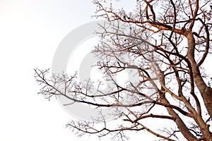 Dry tree,tree dead on white background photo