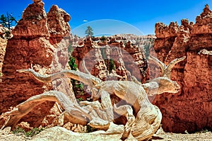 Dry tree trunk and eroded rocks in Bryce Canyon