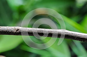 Dry tree trunk with green leaf background