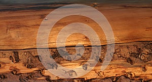 Dry tree trunk in sunset light