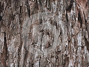 dry tree trunk texture