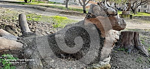 Dry tree trunk texture