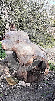 Dry tree trunk texture