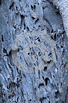 Dry Tree Trunk Texture Moonlight India