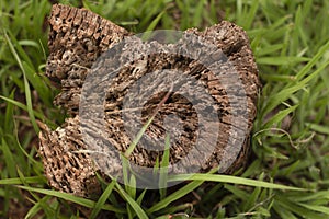 Dry tree trunk texture photo