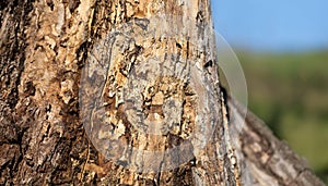 Dry tree tunk and bark, global warming background